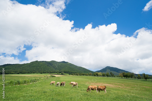 蒜山高原 ジャージー牛のいる牧場(岡山県真庭市蒜山地域)