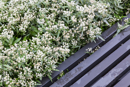 Black bench and white flowers in a city park