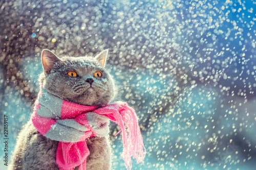 Portrait of a blue British Shorthair cat wearing the knitted scarf. Cat sitting outdoors in the snow in winter during snowfall