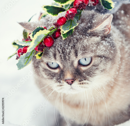 Portrait of the cute siamede kitten in a Christmas wreath. A cat walks through the snow in winter photo