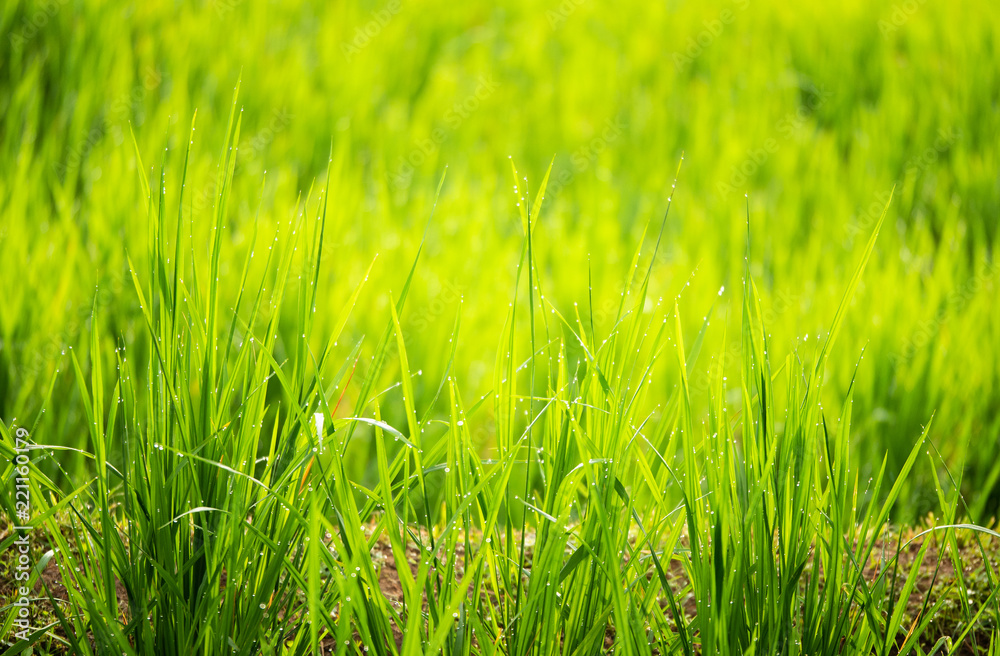 Obraz premium The rice fields background during the period of planting rice in the morning are wind-blowing and sunlight. In agriculture and environmental concepts.