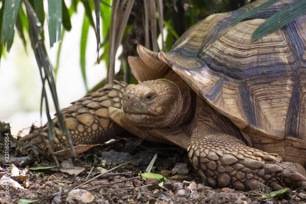 Naklejka premium Close up Asian giant and Sulcata tortoise Grab the grass in the zoo