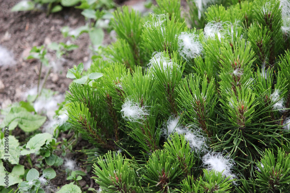 artificial snow in the form of fluff, sprayed from the gun during the shooting of the film and stuck in a young pine tree artificial snow in the form of fluff, sprayed from the gun during the shooting of the film and stuck in a young pine tree