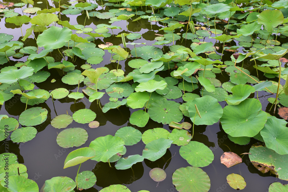 Feuilles de lotus en été Feuilles de lotus en été