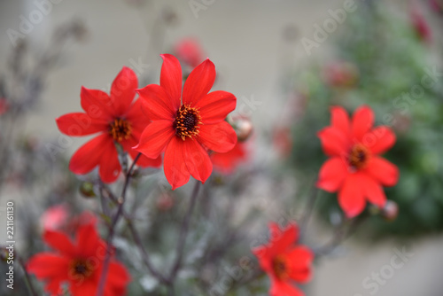 Fototapeta Naklejka Na Ścianę i Meble -  Dahlia rouge