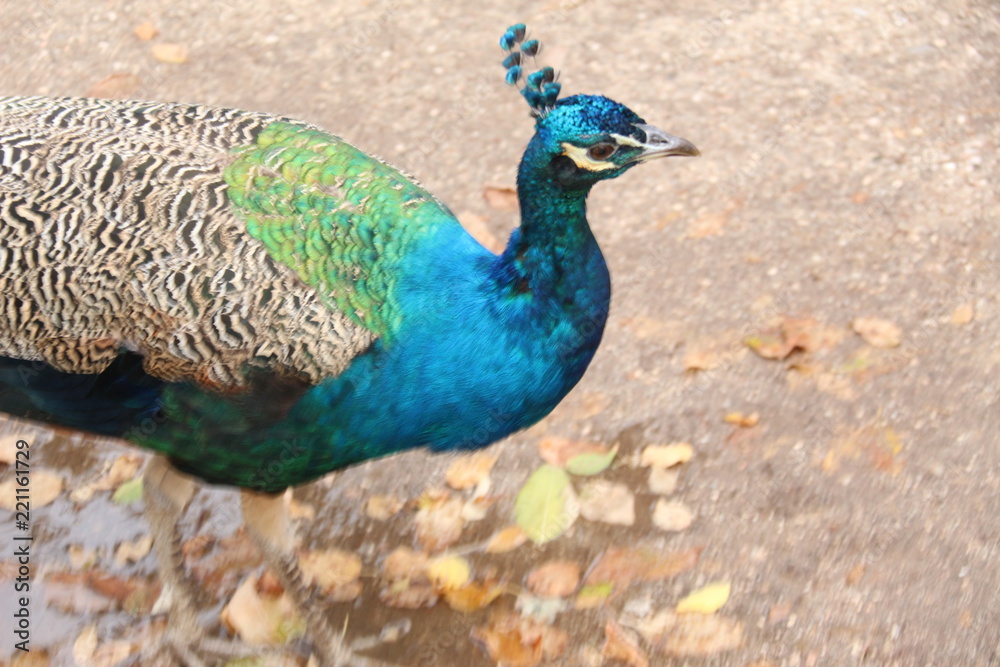 Naklejka premium Madrid zoo