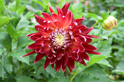 Fototapeta Naklejka Na Ścianę i Meble -  Dahlia rouge flamboyant