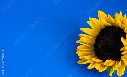  background with sunflower
