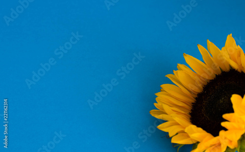  background with sunflower