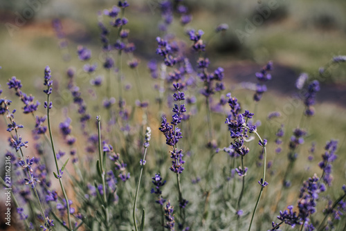 Lavender Field © Jamie