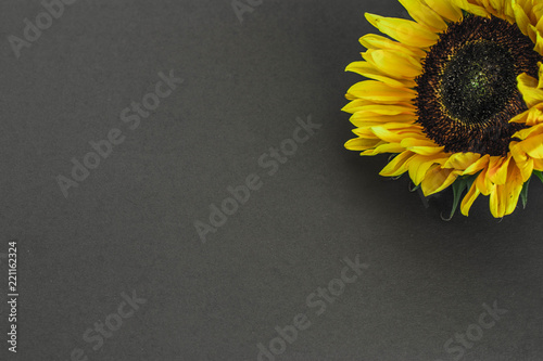  background with sunflower