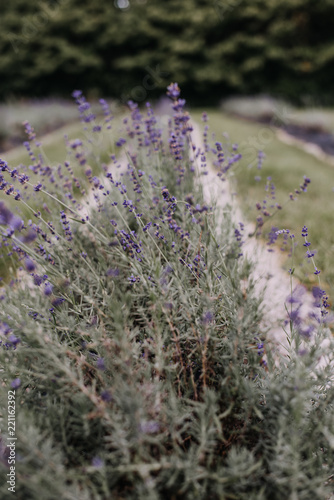 Fototapeta Naklejka Na Ścianę i Meble -  Lavender Field