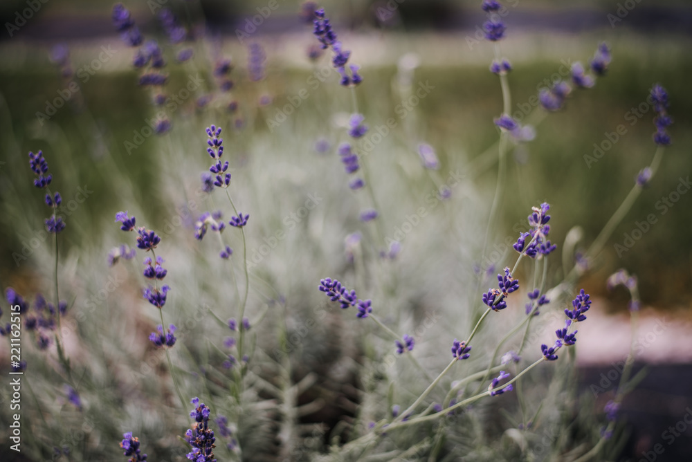 Fototapeta premium Lavender Field