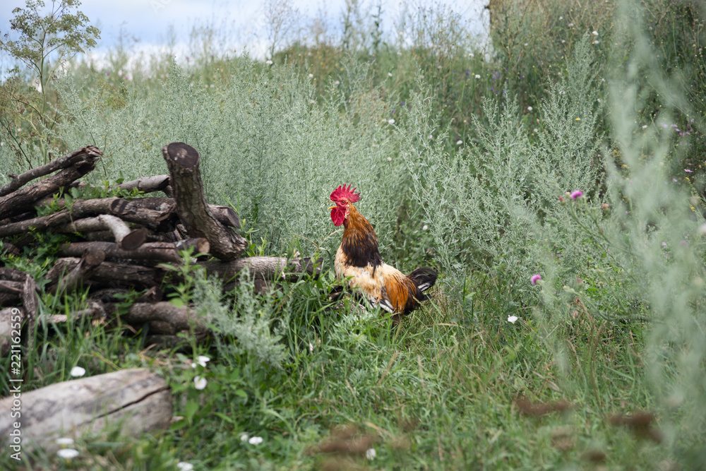 Fototapeta premium Beautiful rooster bred on the ground in the Moldova countryside.
