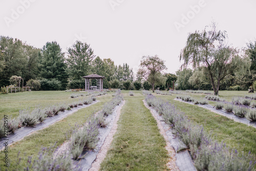 Lavender field in Mooresville, IN