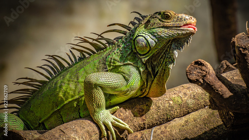 Green Iguana Lizard