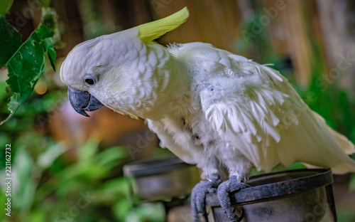 White Cockatoo Bird photo