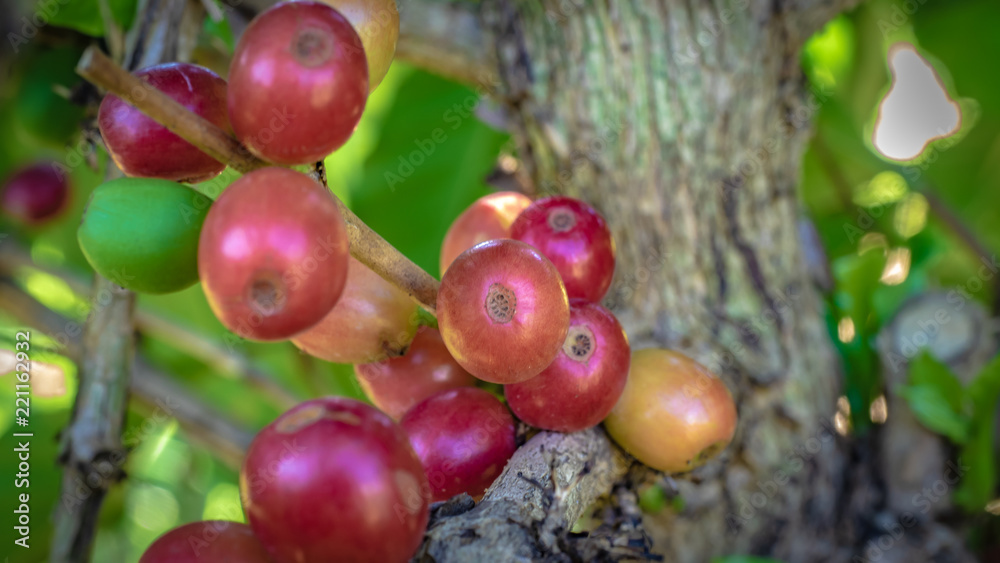 Fresh Coffee Grain On Tree