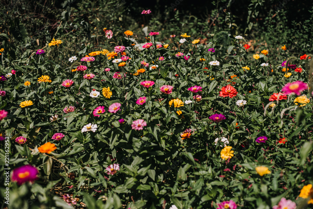 Fototapeta premium Summer flower garden