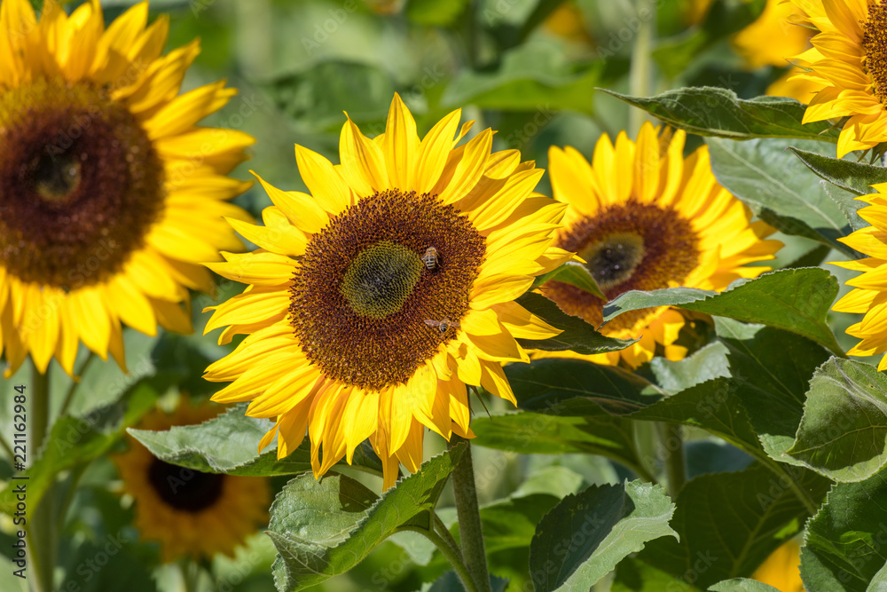 Obraz premium Yellow blooming sunflower