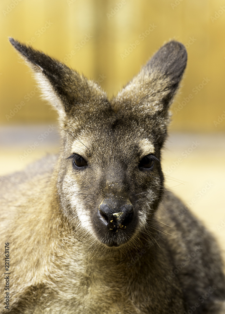 kangaroo kangaroo