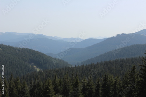 View of the forest from a height © Ihor Korchahin
