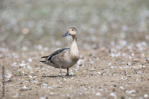 Northern pintail duck