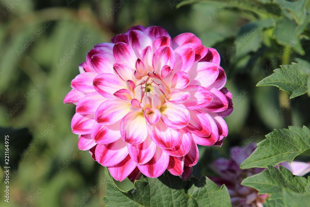 summer riot of flowers summer riot of flowers