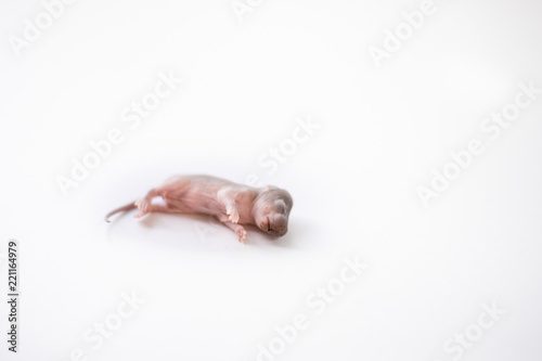 Obraz na plátně Rat on a white background