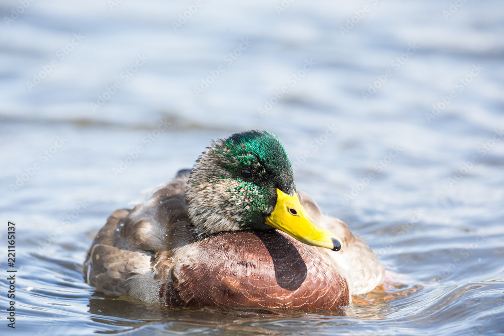 Obraz premium Duck on water