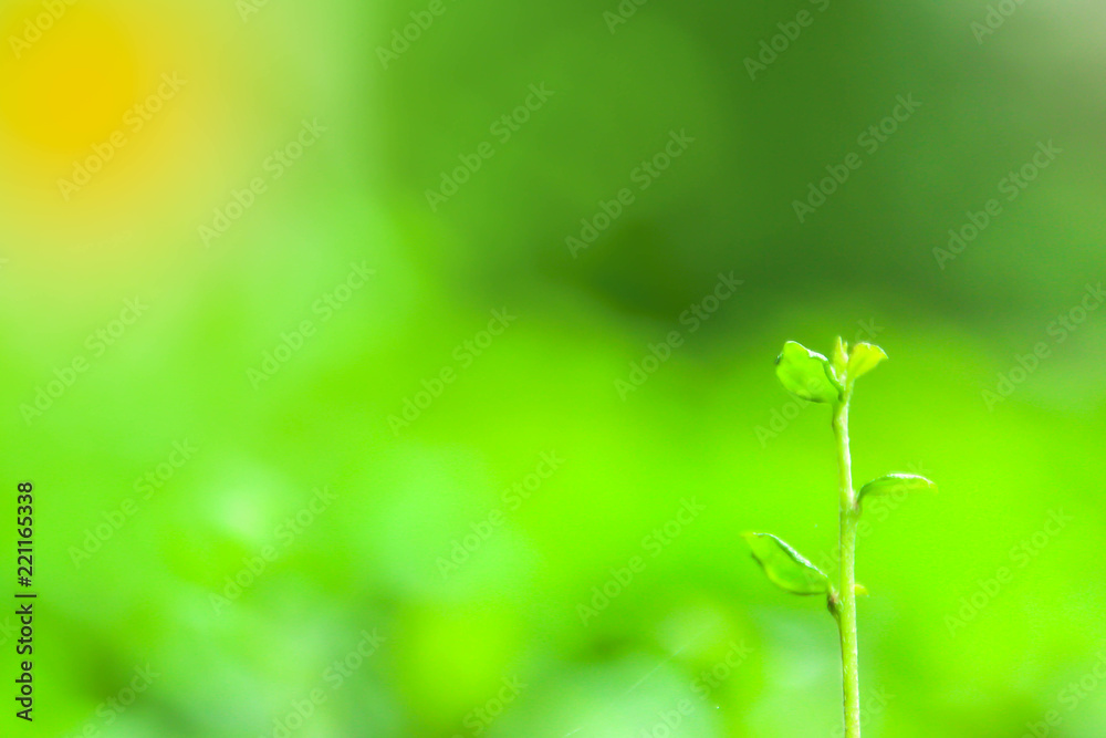 Leaf Light,Green leaves pattern background. Leaf Light,Green leaves pattern background.