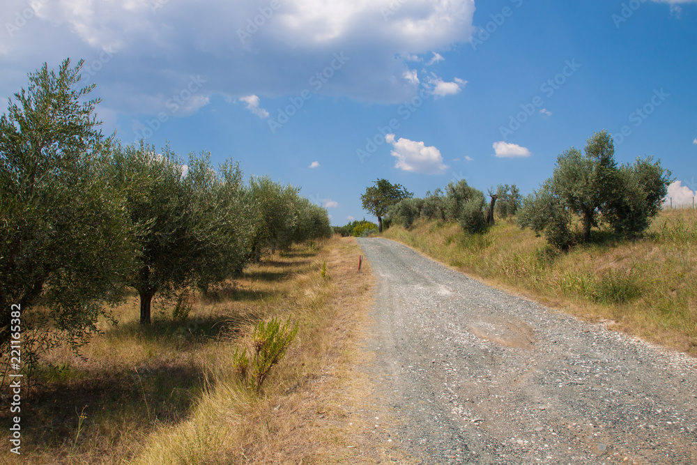 Olivenbäume in der Toskana, Postkartenmotiv