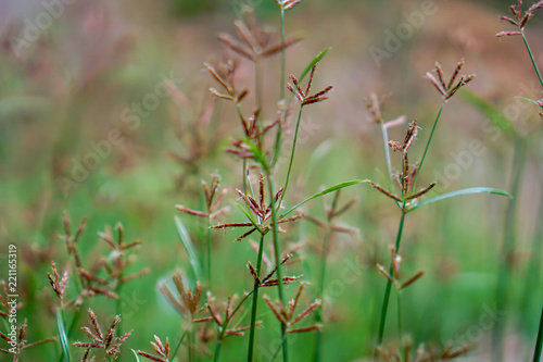 Grass flower in the meadow. © waraphot