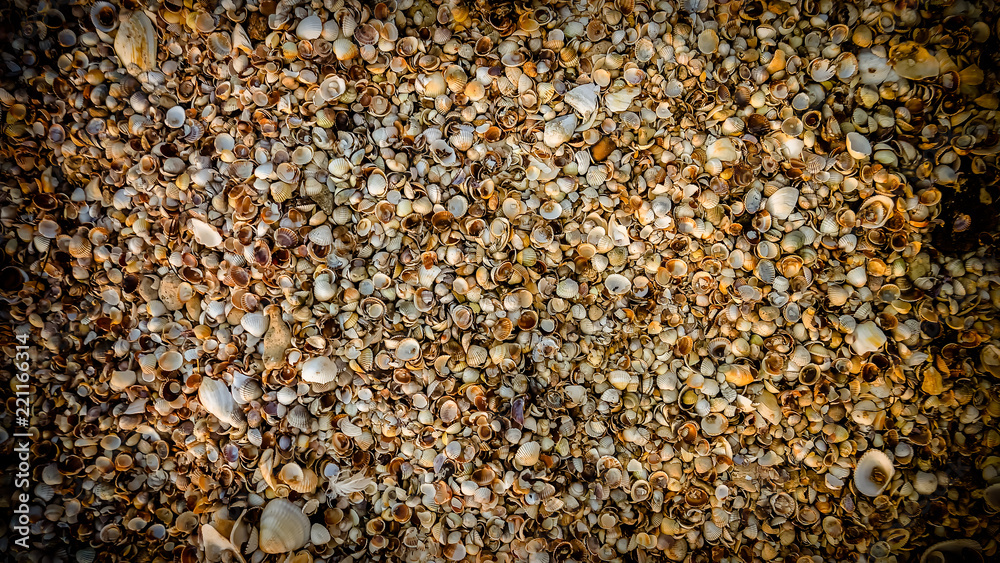 seashells on the seashore - background texture seashells on the seashore - background texture