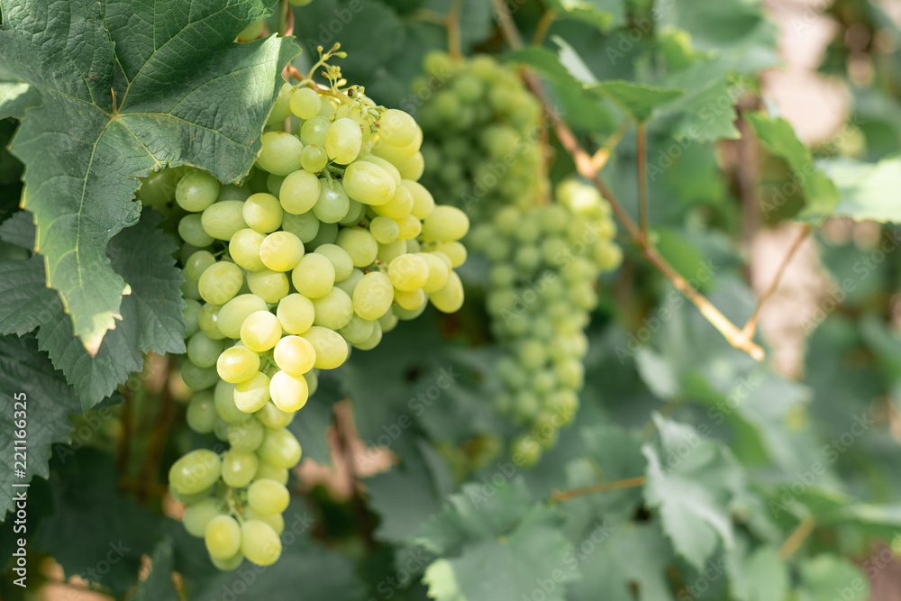 Large cluster of ripe green grapes on a branch in a garden with the copy of space. Large cluster of ripe green grapes on a branch in a garden with the copy of space.