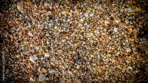seashells on the seashore - background texture