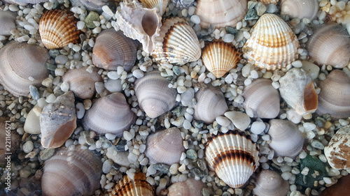 Background made of a pile of seashells