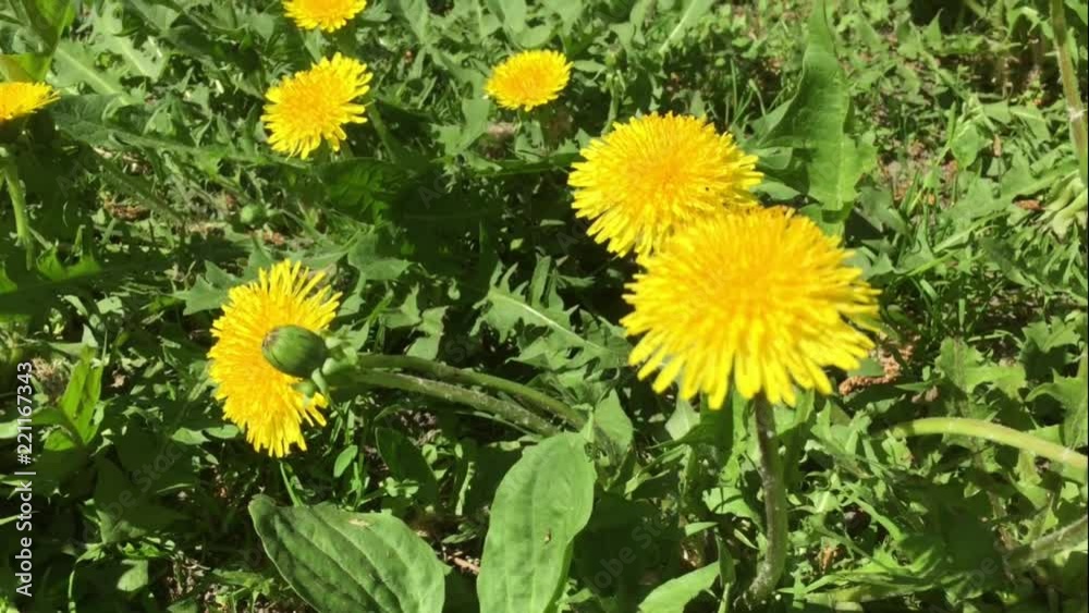 flowers flowers