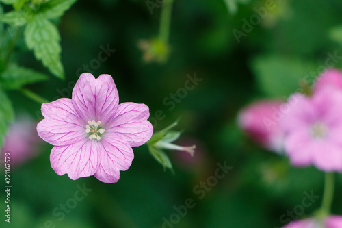 Fototapeta Naklejka Na Ścianę i Meble -  Fleurs de géraniums roses