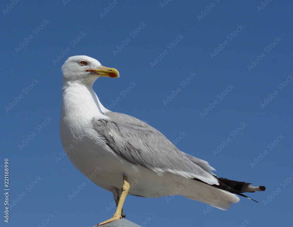 seagull running on the shore Close up view of white birds seagulls walking  by the beach A seagull staring at the camera. Stock Photo | Adobe Stock