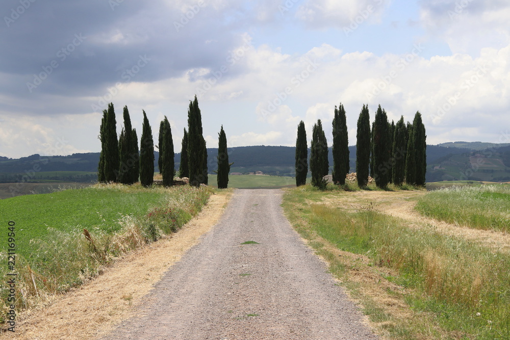 Toscana, La campagna con i cipressi