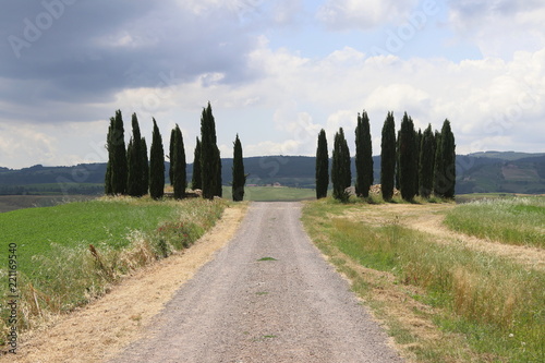 Toscana  La campagna con i cipressi