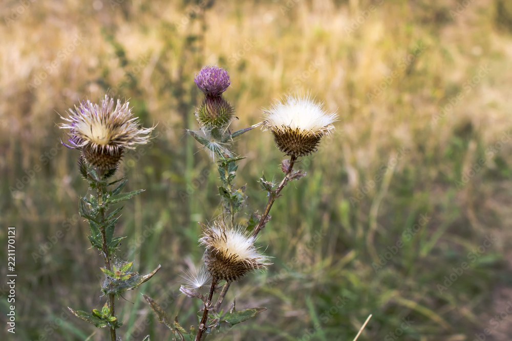 The battle of thistle (cirsium vulgare) in the summer field