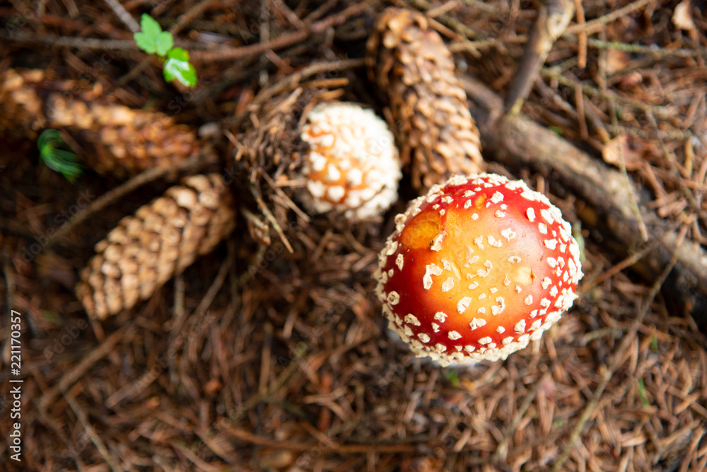 Amanita Muscaria, poisonous mushroom in the natural forest Amanita Muscaria, poisonous mushroom in the natural forest