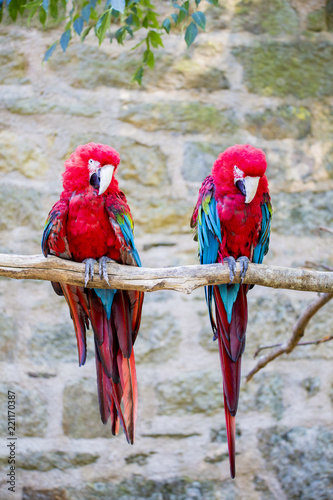 Couple de perroquets photo