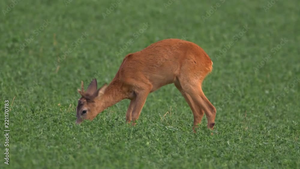 European roe deer (Capreolus capreolus) grazing in alfalfa field European roe deer (Capreolus capreolus) grazing in alfalfa field