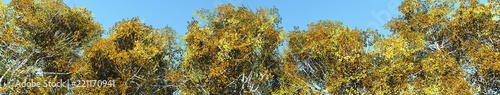 Autumn birch against the sky   3d rendering