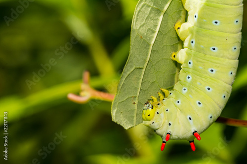 Promethea Silkmoth Caterpillar (Callosamia promethea)