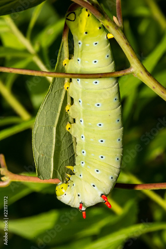 Promethea Silkmoth Caterpillar (Callosamia promethea) photo