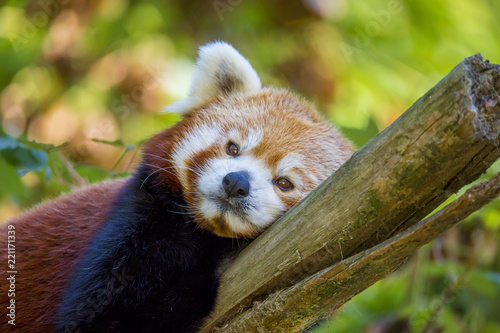 Petit panda roux perché dans un arbre